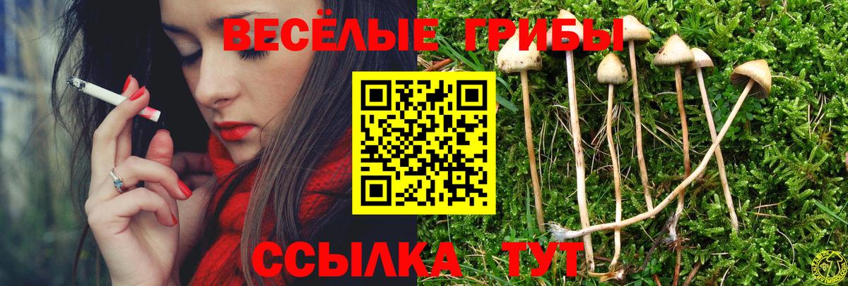 Галлюциногенные грибы Psilocybine cubensis Димитровград