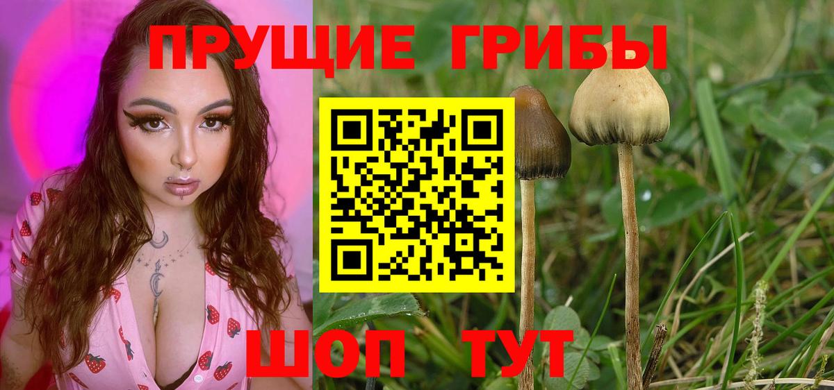 Димитровград  Псилоцибиновые грибы MAGIC MUSHROOMS  Вход с VPN 